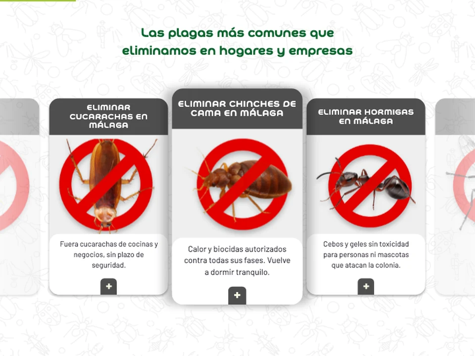 Una ficha por tipo de plaga en la web de Control de Plagas Málaga